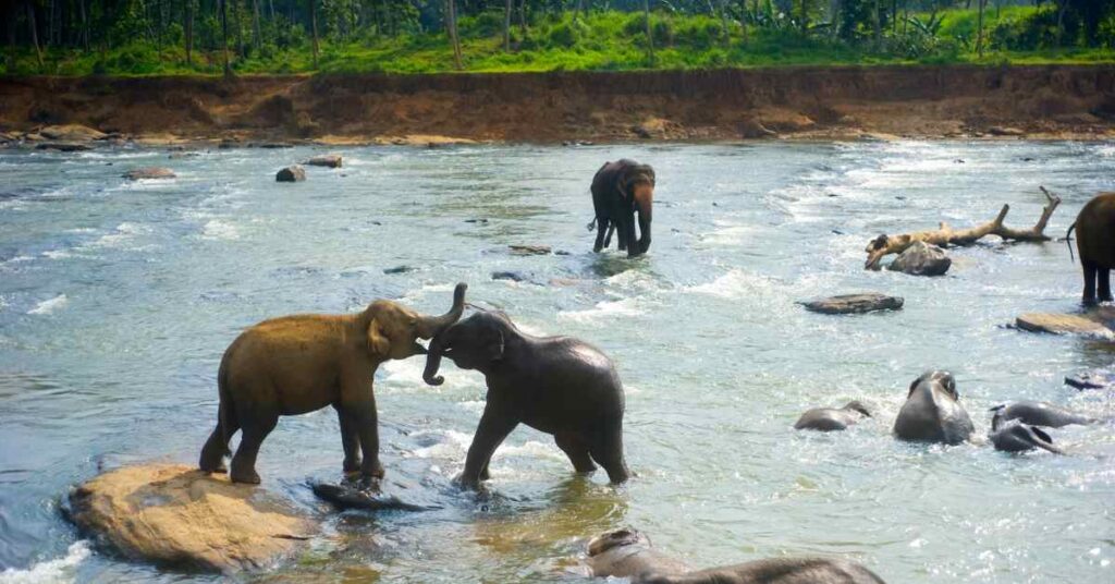 Elephant Orphanage in Pinnawala