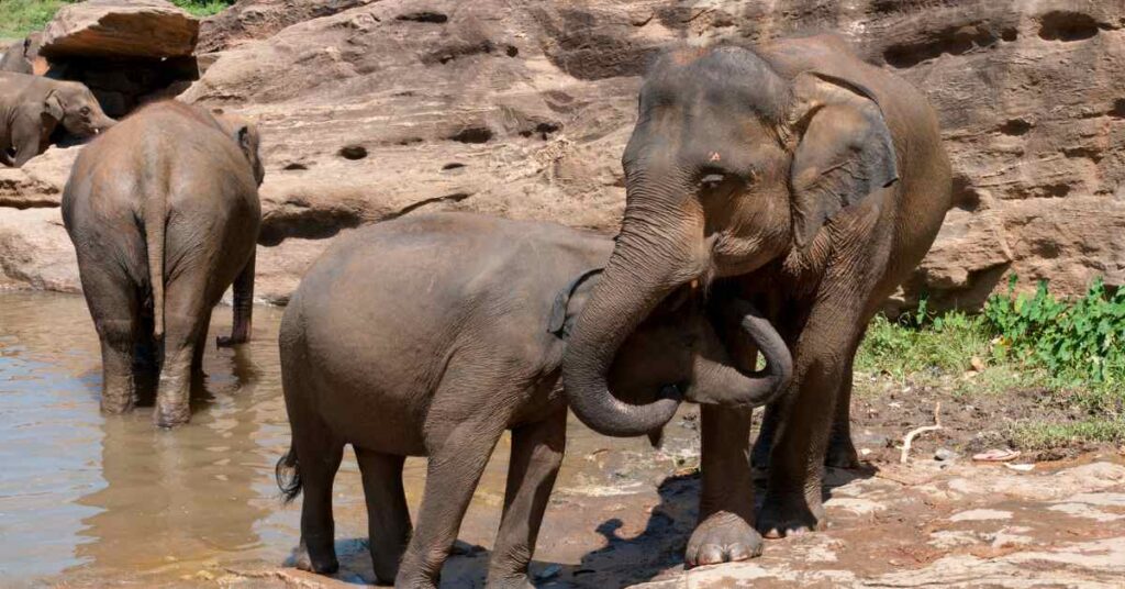 Pinnawala Elephant Orphanage in Sri Lanka